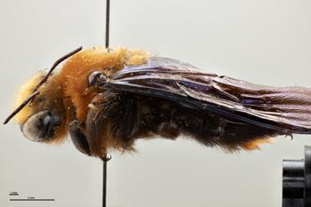 Media type: image;   Entomology 816436 Aspect: habitus lateral view